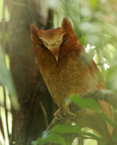 Serendib Scops Owl- Kithsiri Gunawardena