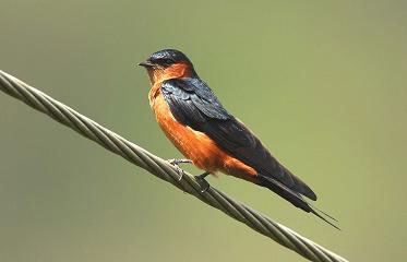 Ceylon Swallow - Kithsiri Gunawardena