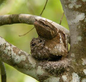 Ceylon Frogmouth - Kithsiri Gunawardena