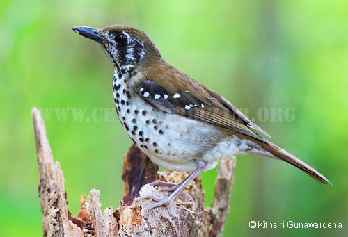 SPOTTED-WINGED  THRUSH 