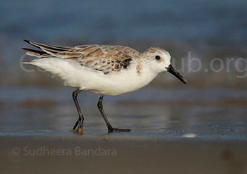 Sanderling