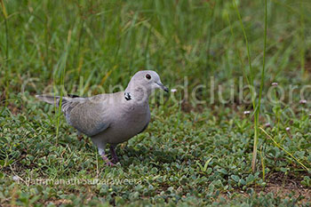 Collared Dove