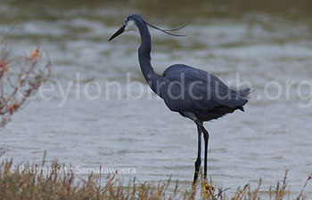 Hybrid/aberrant Reef/Little Egret