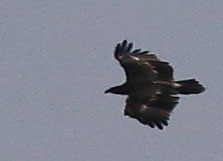 Greater Spotted Eagle 