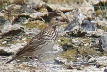 Red- throated Pipit  