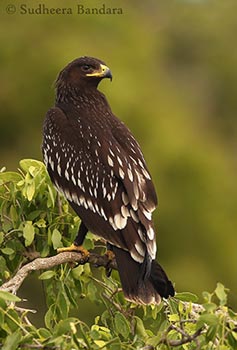 greater-spotted-eagle