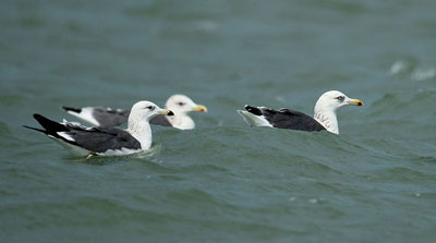 Lesser Black-backed gulls- Sudheera Bandara