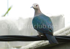 Green Imperial Pigeon - Tharanga  Herath
