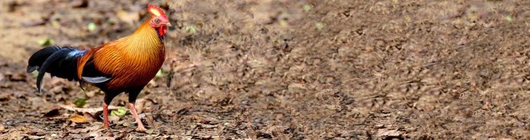 Birds of Sri Lanka