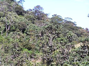 HORTON PLAINS NATIONAL PARK