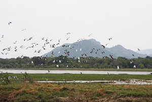 MINNERYA - GIRITALE NATIONAL PARK