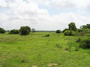 NAWADANKULAMA TANK