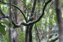 INGIRIYA/BODINAGALA FOREST RESERVE (DOMBAGASKANDA)