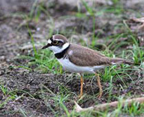 Little Ringed Plover - br plumage - Kithsiri Gunawardena