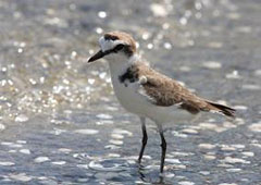 Kentish Plover-  br plumage- Kithsiri Gunawardena