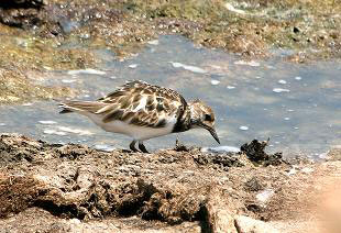 Ruddy Turnstone - non br plumage - Pathmanath Samaraweera