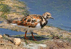 Ruddy Turnstone  -  br plumage - Pathmanath Samaraweera