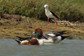 Shoveller &  Wigeon - Kithsiri Gunawardena