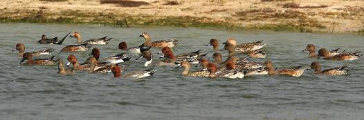 Wigeon & Pintail - Kithsiri Gunawardena