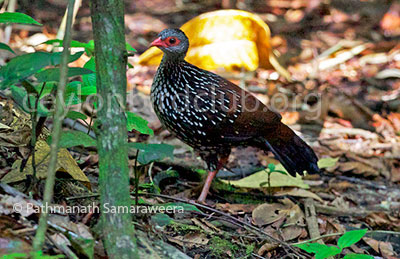 Ceylon Spurfowl