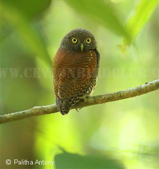 Chestnut-backed Owlet