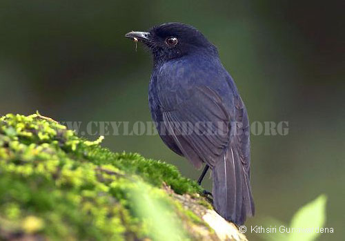 Ceylon Whistling Thrush