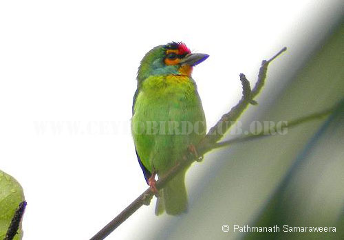 Ceylon Small Barbet