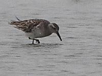 Sharp-tailed Sandpiper- Kithsiri Gunawardena