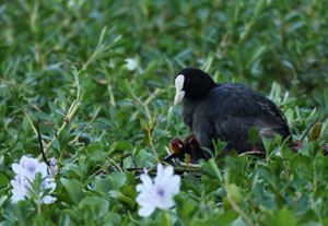 Common  Coot