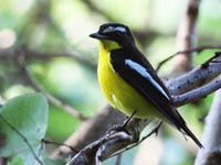 Yellow-rumped Flycatcher- Kithsiri Gunawardena