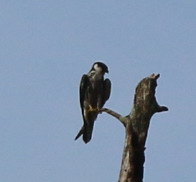 Falco subbuteo