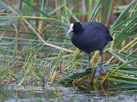 Common Coot- Pathmanath Samarawera