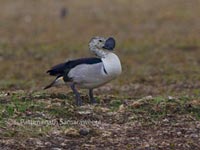 Comb Duck- Pathmanath Samaraweera