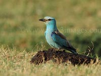 European Roller- Namal Kamagoda