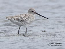 Asian Dowitcher