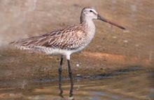 Asian Dowitcher 