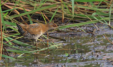 Ballon's Crake 