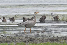 Bar-headed Goose