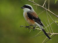 Bay-backed Shrike