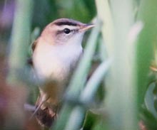 Black-browed Reed Warbler 