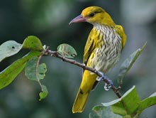 Black-naped Oriole 