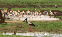 Black-necked Stork 