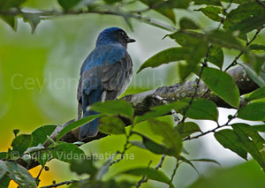 Blue & White  Flycatcher