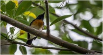 Blue-throated Flycatcher