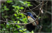 Blue-throated Flycatcher