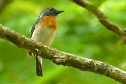 Blue-Throated Flycatcher 