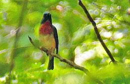 Blue-Throated Flycatcher 