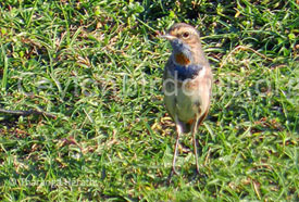 Bluethroat