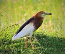 Chinese Pond Heron