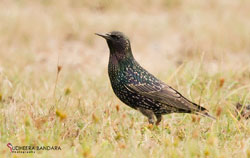 Common Starling 